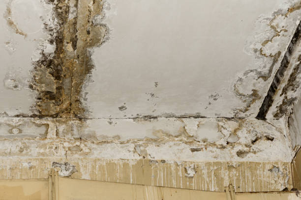 Best Mold Prevention Services  in Melrose Park, IL