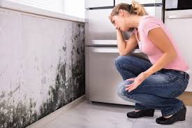 Best Airborne Mold Testing  in Melrose Park, IL